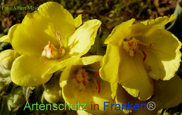 Copyright AiF - Albert Meier Bild zum Eintrag (96763-160)