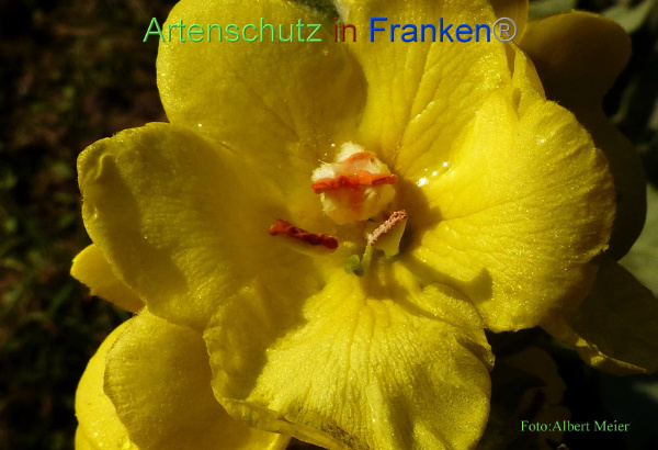 Copyright AiF - Albert Meier Bild zum Eintrag (96764-160)