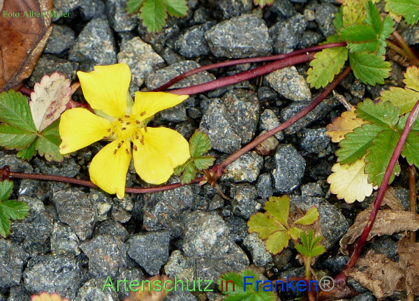 Copyright AiF - Albert Meier Bild zum Eintrag (96767-160)