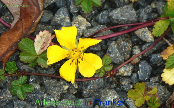 Copyright AiF - Albert Meier Bild zum Eintrag (96768-160)