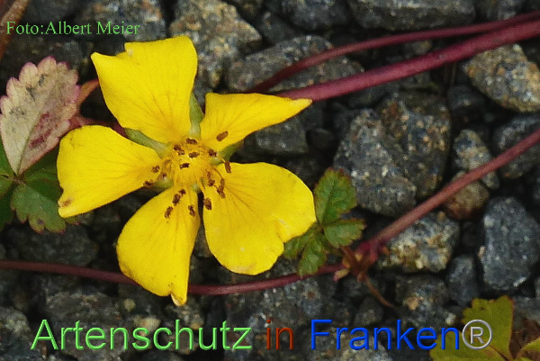 Copyright AiF - Albert Meier Bild zum Eintrag (96769-160)