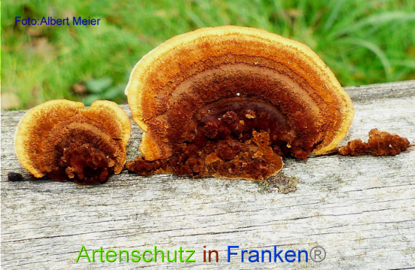 Copyright AiF Albert Meier Bild zum Eintrag (97430-160)