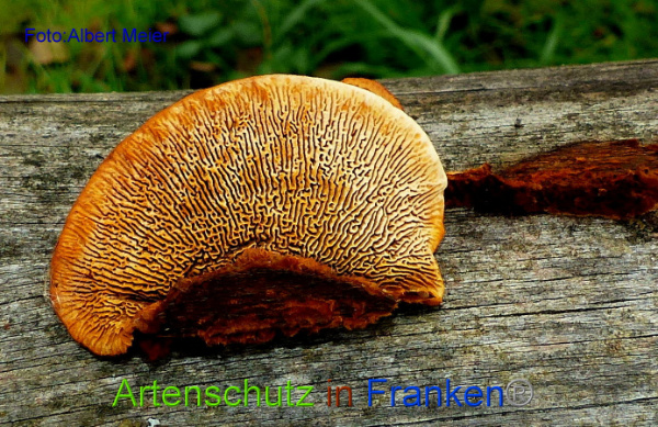 Copyright AiF Albert Meier Bild zum Eintrag (97431-160)