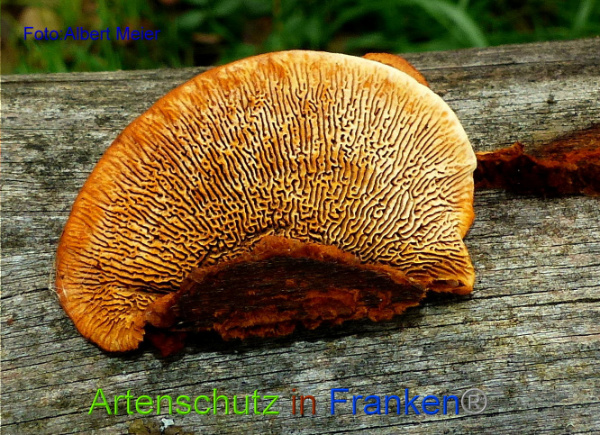 Copyright AiF Albert Meier Bild zum Eintrag (97432-160)