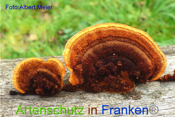 Copyright AiF Albert Meier Bild zum Eintrag (97433-160)