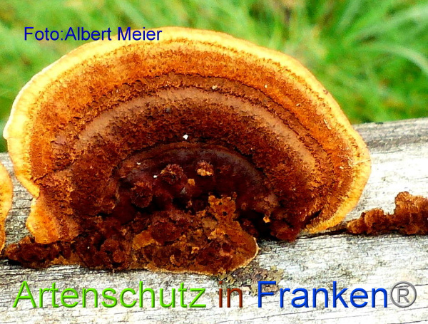 Copyright AiF Albert Meier Bild zum Eintrag (97434-160)