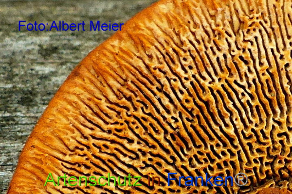 Copyright AiF Albert Meier Bild zum Eintrag (97436-160)