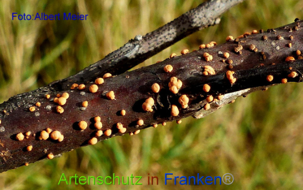 Copyright AiF Albert Meier Bild zum Eintrag (97440-160)