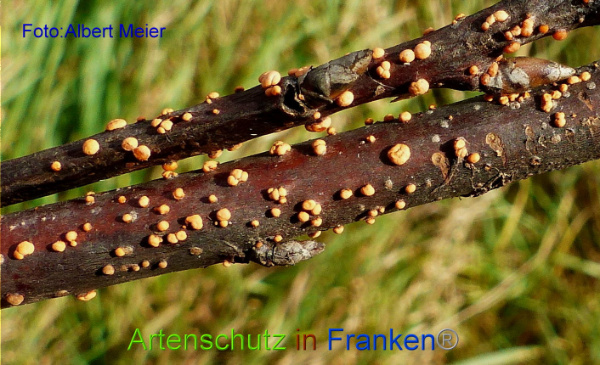 Copyright AiF Albert Meier Bild zum Eintrag (97441-160)