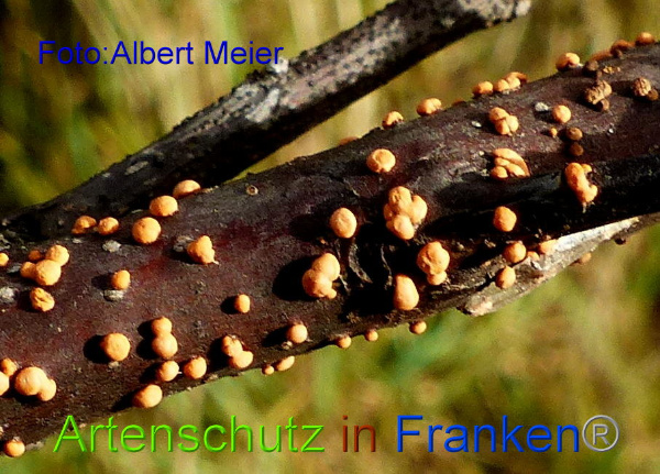 Copyright AiF Albert Meier Bild zum Eintrag (97442-160)