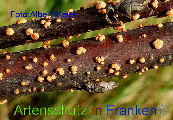 Copyright AiF Albert Meier Bild zum Eintrag (97443-160)