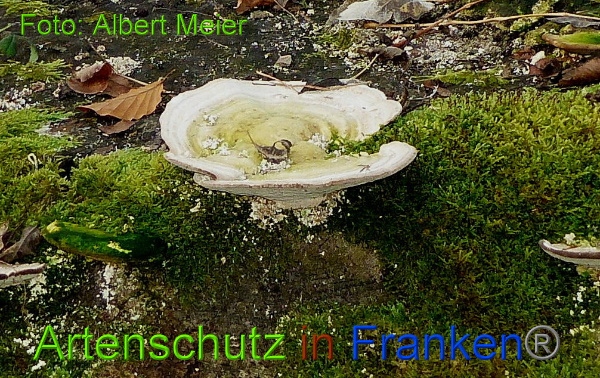 Copyright AiF - Albert Meier Bild zum Eintrag (97446-160)