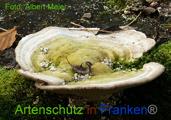 Copyright AiF - Albert Meier Bild zum Eintrag (97448-160)