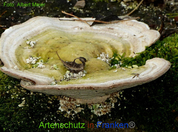 Copyright AiF - Albert Meier Bild zum Eintrag (97449-160)