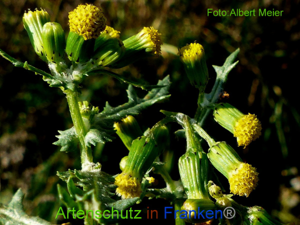Copyright AiF - Albert Meier Bild zum Eintrag (97504-160)