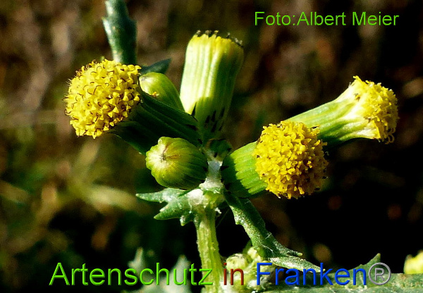 Copyright AiF - Albert Meier Bild zum Eintrag (97505-160)