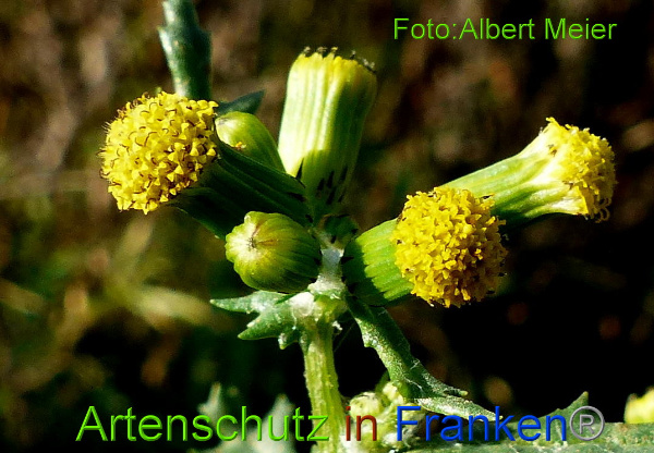 Bild zum Eintrag (97505-160)