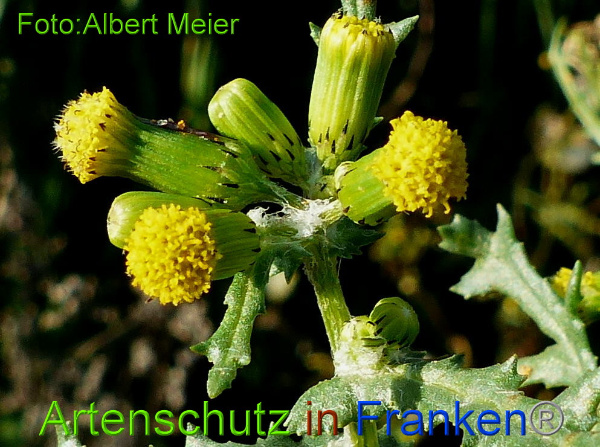 Copyright AiF - Albert Meier Bild zum Eintrag (97506-160)