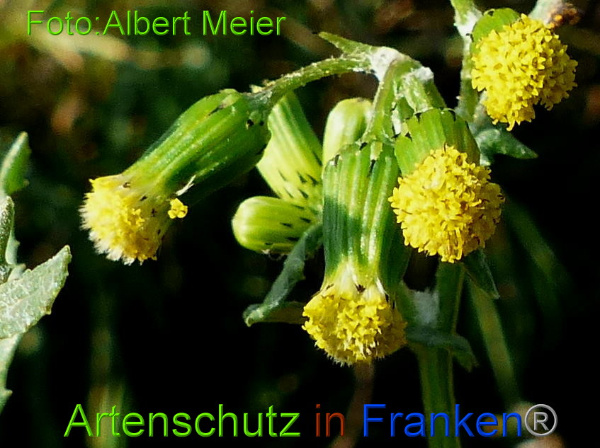 Copyright AiF - Albert Meier Bild zum Eintrag (97507-160)