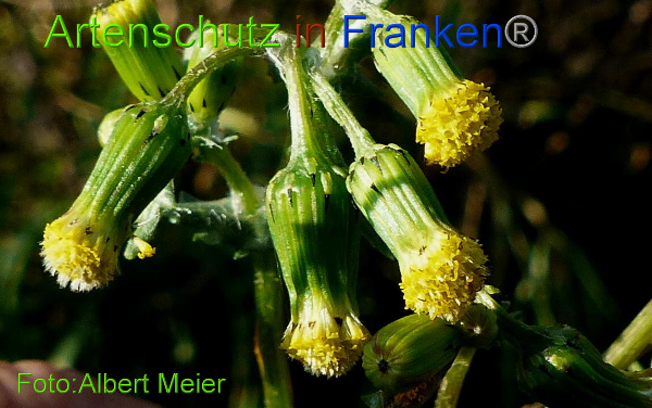 Copyright AiF - Albert Meier Bild zum Eintrag (97508-160)