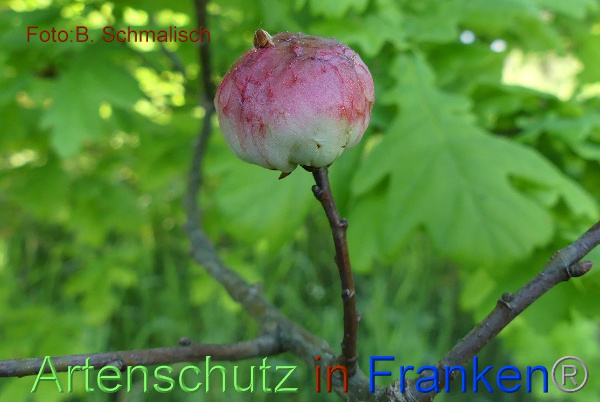 Copyright AiF / Bernhard Schmalisch Bild zum Eintrag (99684-160)