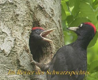 Copyright AiS / R.Mauker Bild zum Eintrag (26406-160)