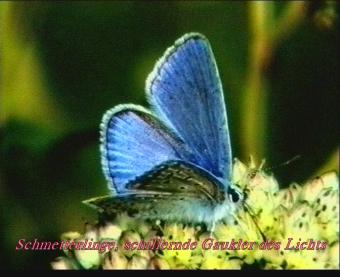 Copyright AiS / R.Mauker Bild zum Eintrag (26408-160)