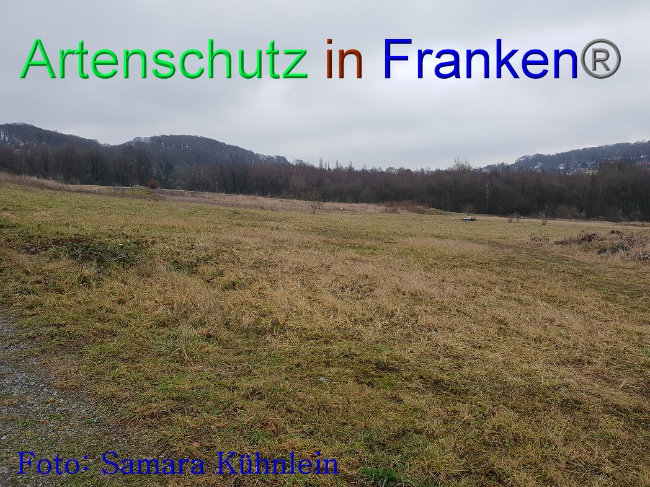 © Artenschutz in Franken® Bild zum Eintrag (1003054-160)