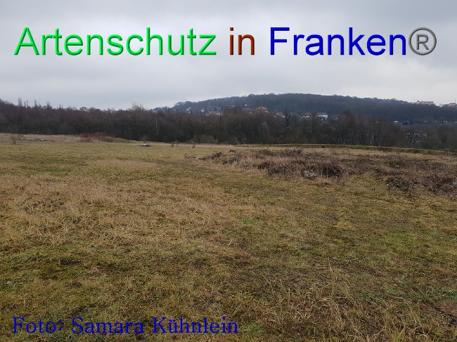 © Artenschutz in Franken® Bild zum Eintrag (1003091-160)