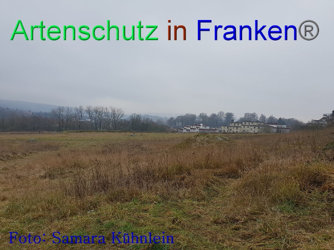 © Artenschutz in Franken® Bild zum Eintrag (1003093-160)