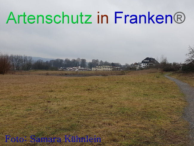 © Artenschutz in Franken® Bild zum Eintrag (1003096-160)