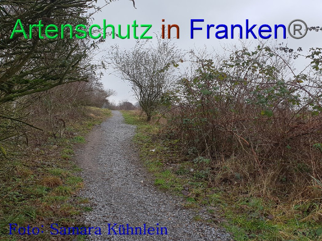 © Artenschutz in Franken® Bild zum Eintrag (1003098-160)