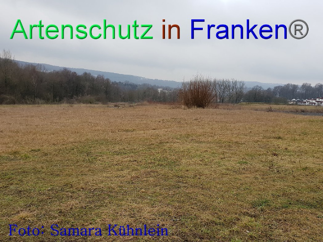 © Artenschutz in Franken® Bild zum Eintrag (1003104-160)