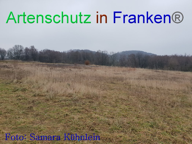 © Artenschutz in Franken® Bild zum Eintrag (1003106-160)
