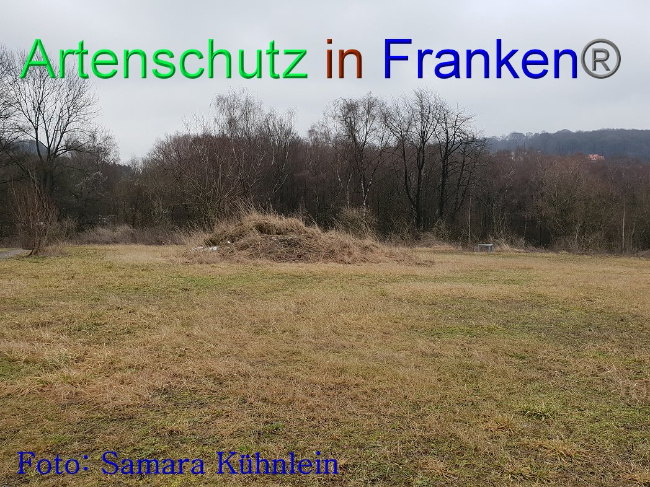 © Artenschutz in Franken® Bild zum Eintrag (1003108-160)