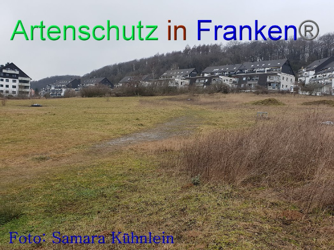© Artenschutz in Franken® Bild zum Eintrag (1003110-160)