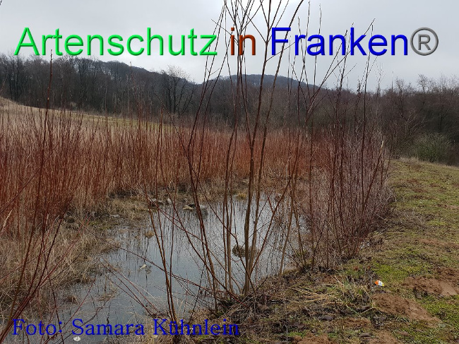 © Artenschutz in Franken® Bild zum Eintrag (1003117-160)