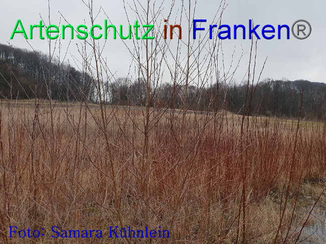 © Artenschutz in Franken® Bild zum Eintrag (1003119-160)