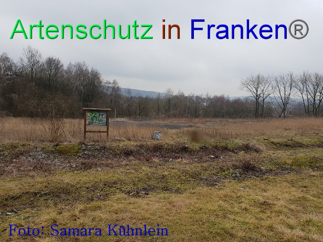 © Artenschutz in Franken® Bild zum Eintrag (1003121-160)