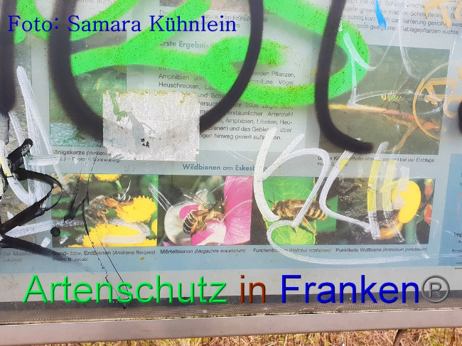 © Artenschutz in Franken® Bild zum Eintrag (1003125-160)