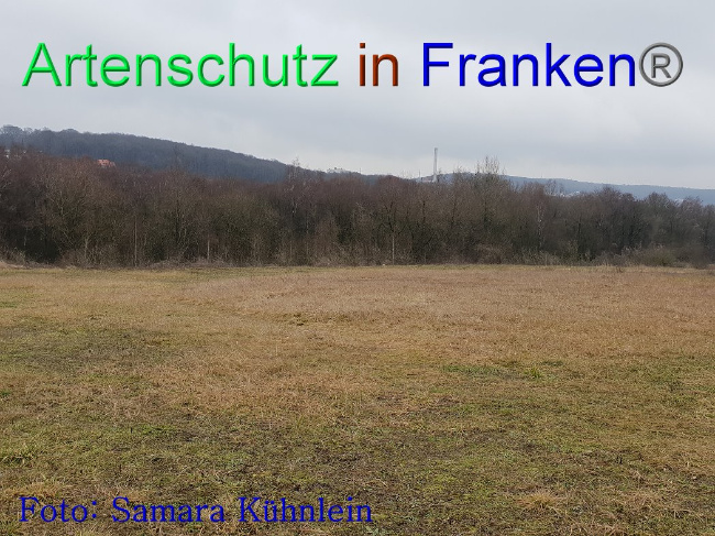 © Artenschutz in Franken® Bild zum Eintrag (1003132-160)