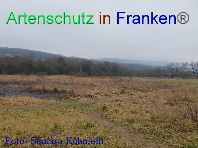 © Artenschutz in Franken® Bild zum Eintrag (1003134-160)