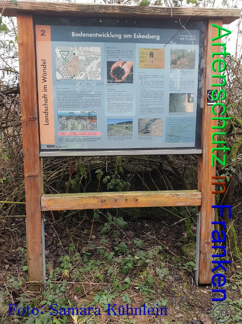 © Artenschutz in Franken® Bild zum Eintrag (1003141-160)