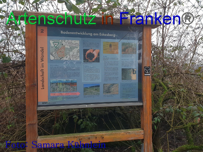 © Artenschutz in Franken® Bild zum Eintrag (1003143-160)