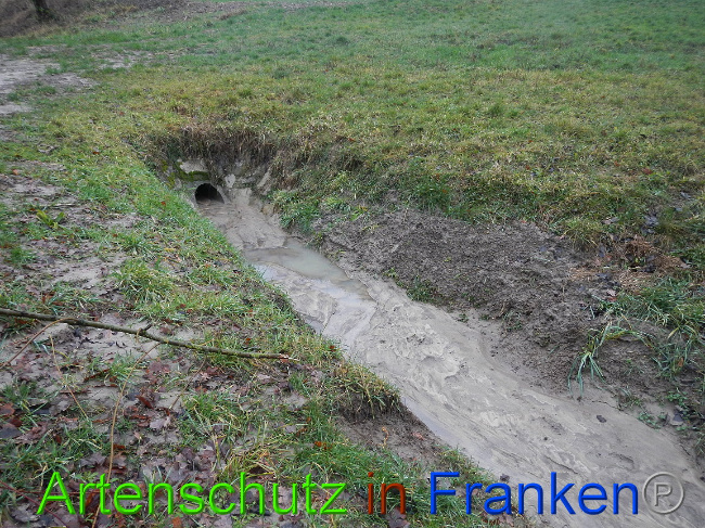 © Artenschutz in Franken® Bild zum Eintrag (1003629-160)
