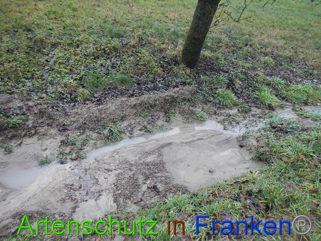 © Artenschutz in Franken® Bild zum Eintrag (1003630-160)