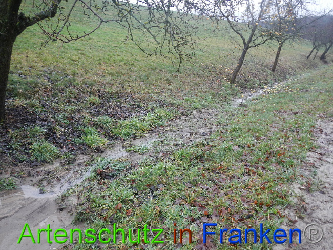© Artenschutz in Franken® Bild zum Eintrag (1003633-160)