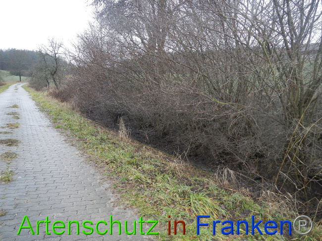 © Artenschutz in Franken® Bild zum Eintrag (1003635-160)