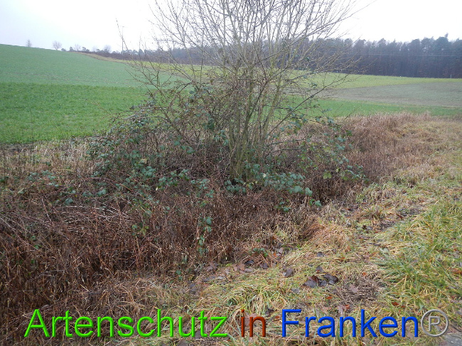 © Artenschutz in Franken® Bild zum Eintrag (1003637-160)