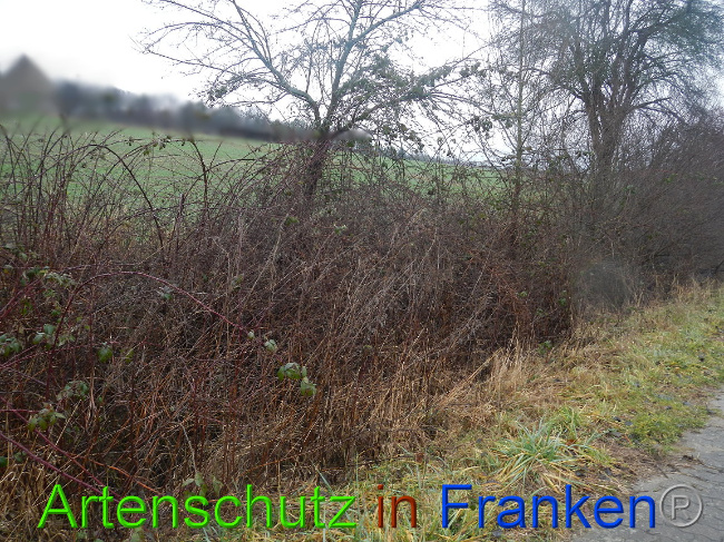 © Artenschutz in Franken® Bild zum Eintrag (1003639-160)